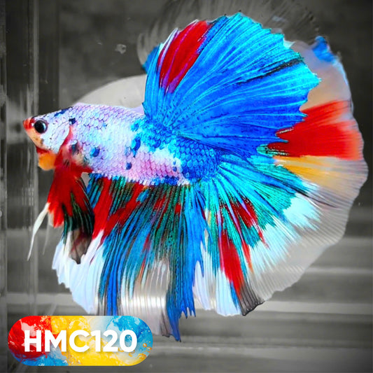 Multicolor Halfmoon Male Betta Fish | High Grade | Order Directly From Farm |  You Pick Fish |