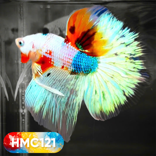 Multicolor Halfmoon Male Betta Fish | High Grade | Order Directly From Farm |  You Pick Fish |