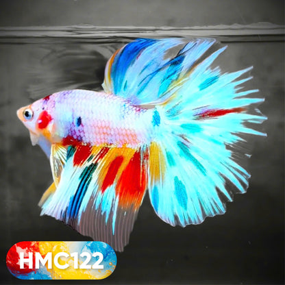 Multicolor Halfmoon Male Betta Fish | High Grade | Order Directly From Farm |  You Pick Fish |