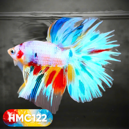 Multicolor Halfmoon Male Betta Fish | High Grade | Order Directly From Farm |  You Pick Fish |