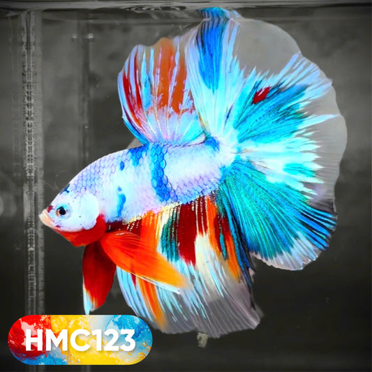 Multicolor Halfmoon Male Betta Fish | High Grade | Order Directly From Farm |  You Pick Fish |