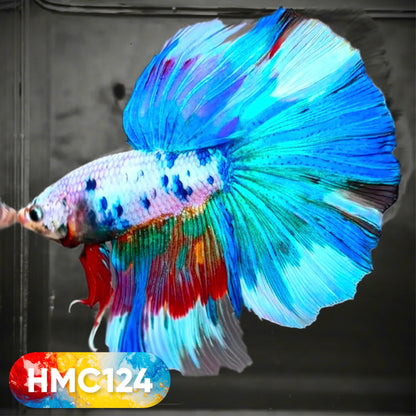 Multicolor Halfmoon Male Betta Fish | High Grade | Order Directly From Farm |  You Pick Fish |
