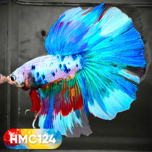 Multicolor Halfmoon Male Betta Fish | High Grade | Order Directly From Farm |  You Pick Fish |