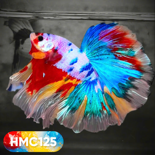 Multicolor Halfmoon Male Betta Fish | High Grade | Order Directly From Farm |  You Pick Fish |