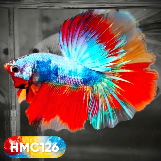 Multicolor Halfmoon Male Betta Fish | High Grade | Order Directly From Farm |  You Pick Fish |