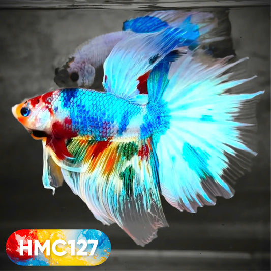 Multicolor Halfmoon Male Betta Fish | High Grade | Order Directly From Farm |  You Pick Fish |