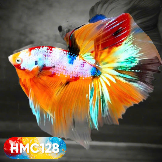 Multicolor Halfmoon Male Betta Fish | High Grade | Order Directly From Farm |  You Pick Fish |