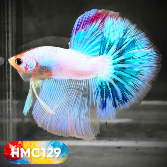Multicolor Halfmoon Male Betta Fish | High Grade | Order Directly From Farm |  You Pick Fish |