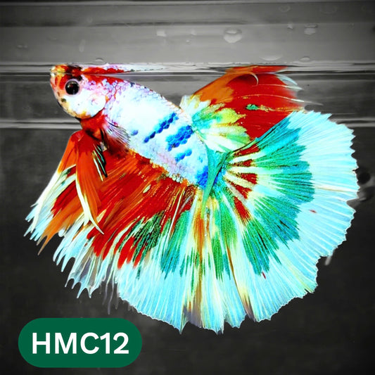 Multicolor Halfmoon Male Betta Fish | Order Directly From Farm | You Pick Fish