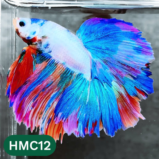 Multicolor Halfmoon Male Betta Fish | High Grade | Order Directly From Farm |  You Pick Fish |