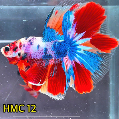 Multicolor Halfmoon Male Betta Fish | High Grade | Order Directly From Farm|  You Pick Fish |