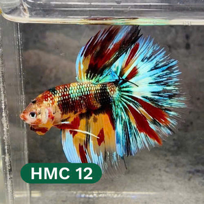 Multicolor Halfmoon Male Betta Fish | High Grade | Order Directly From Farm |  You Pick Fish |