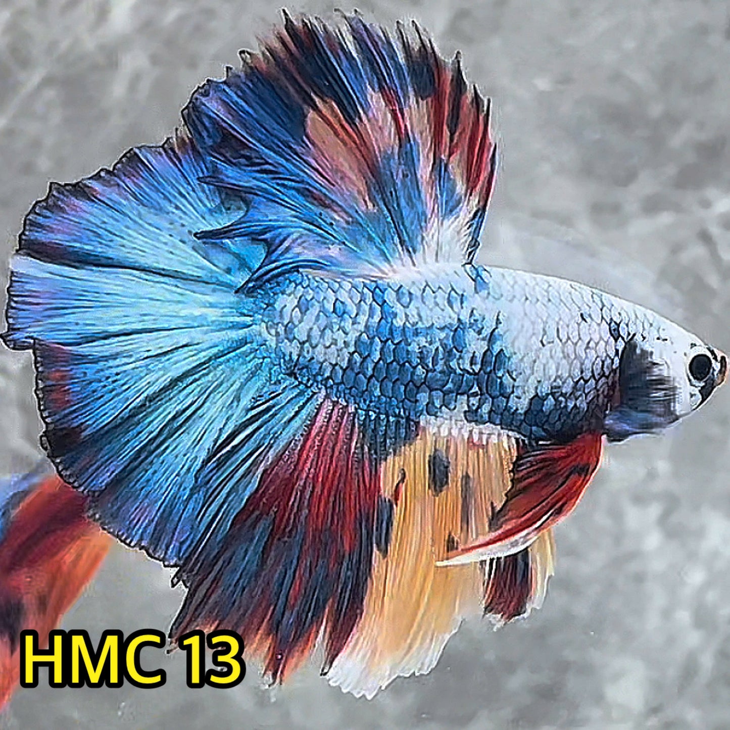 Multicolor Halfmoon Male Betta Fish | High Grade | Order Directly From Farm|  You Pick Fish |