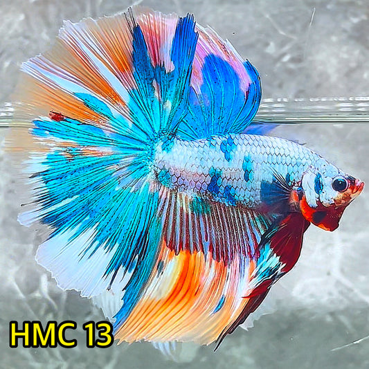 Multicolor Halfmoon Male Betta Fish | High Grade | Order Directly From Farm|  You Pick Fish |