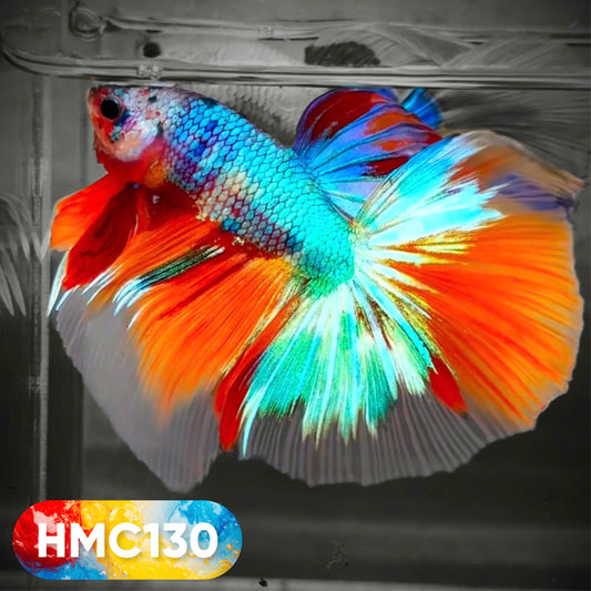 Multicolor Halfmoon Male Betta Fish | High Grade | Order Directly From Farm |  You Pick Fish |