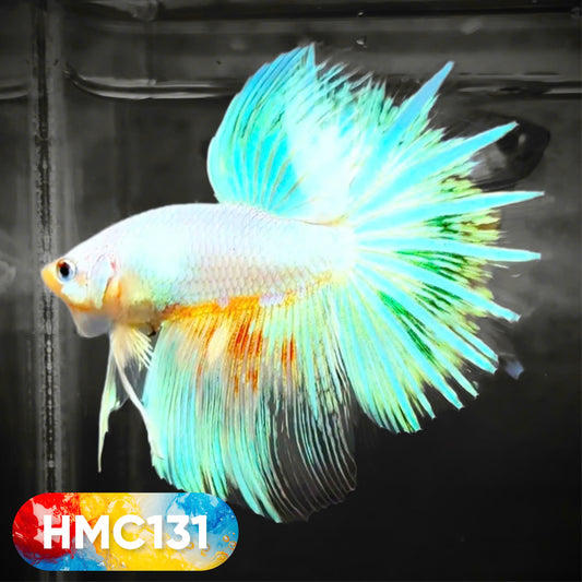 Multicolor Halfmoon Male Betta Fish | High Grade | Order Directly From Farm |  You Pick Fish |