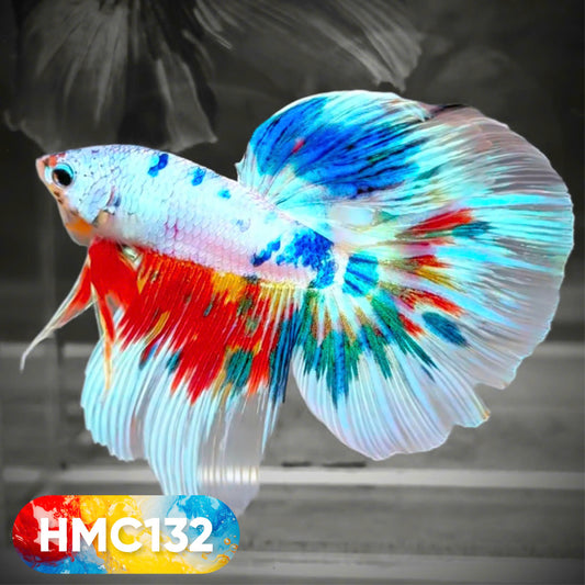 Multicolor Halfmoon Male Betta Fish | High Grade | Order Directly From Farm |  You Pick Fish |