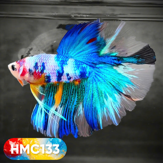 Multicolor Halfmoon Male Betta Fish | High Grade | Order Directly From Farm |  You Pick Fish |