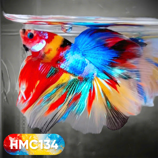 Multicolor Halfmoon Male Betta Fish | High Grade | Order Directly From Farm |  You Pick Fish |