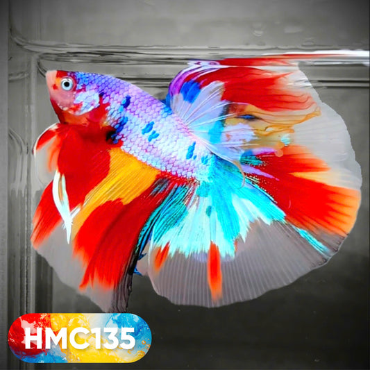 Multicolor Halfmoon Male Betta Fish | High Grade | Order Directly From Farm |  You Pick Fish |