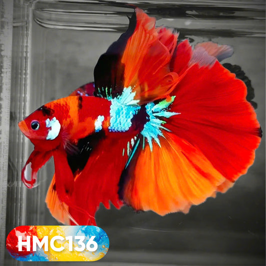 Multicolor Halfmoon Male Betta Fish | High Grade | Order Directly From Farm |  You Pick Fish |