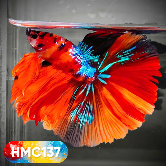 Multicolor Halfmoon Male Betta Fish | High Grade | Order Directly From Farm |  You Pick Fish |