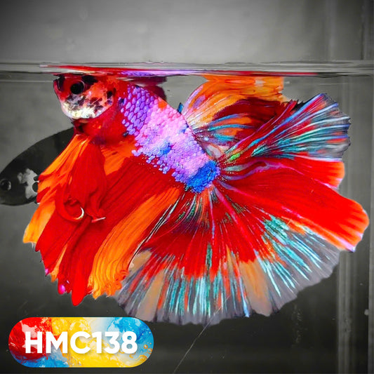 Multicolor Halfmoon Male Betta Fish | High Grade | Order Directly From Farm |  You Pick Fish |