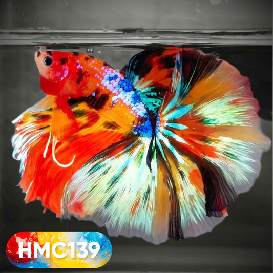 Multicolor Halfmoon Male Betta Fish | High Grade | Order Directly From Farm |  You Pick Fish |