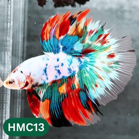 Multicolor Halfmoon Male Betta Fish | High Grade | Order Directly From Farm |  You Pick Fish |