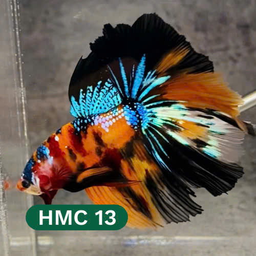 Multicolor Halfmoon Male Betta Fish | High Grade | Order Directly From Farm |  You Pick Fish |