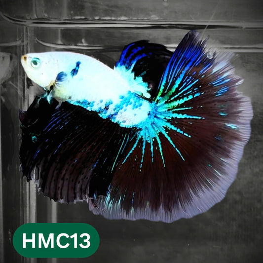 Multicolor Halfmoon Male Betta Fish | Order Directly From Farm | You Pick Fish