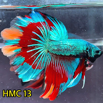 Multicolor Halfmoon Male Betta Fish | High Grade | Order Directly From Farm|  You Pick Fish |