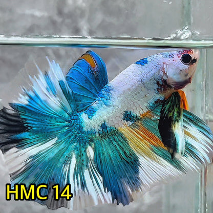 Multicolor Halfmoon Male Betta Fish | High Grade | Order Directly From Farm|  You Pick Fish |