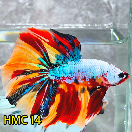 Multicolor Halfmoon Male Betta Fish | High Grade | Order Directly From Farm|  You Pick Fish |