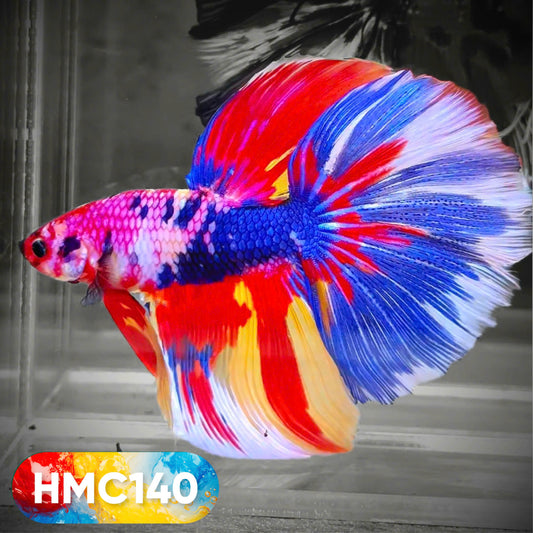 Multicolor Halfmoon Male Betta Fish | High Grade | Order Directly From Farm |  You Pick Fish |