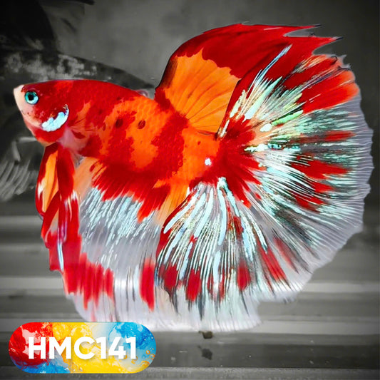 Multicolor Halfmoon Male Betta Fish | High Grade | Order Directly From Farm |  You Pick Fish |