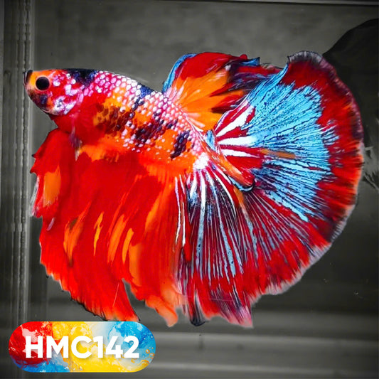 Multicolor Halfmoon Male Betta Fish | High Grade | Order Directly From Farm |  You Pick Fish |