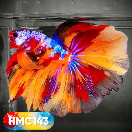Multicolor Halfmoon Male Betta Fish | High Grade | Order Directly From Farm |  You Pick Fish |
