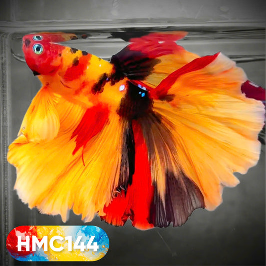 Multicolor Halfmoon Male Betta Fish | High Grade | Order Directly From Farm |  You Pick Fish |