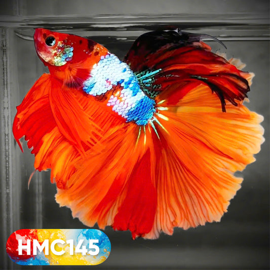 Multicolor Halfmoon Male Betta Fish | High Grade | Order Directly From Farm |  You Pick Fish |