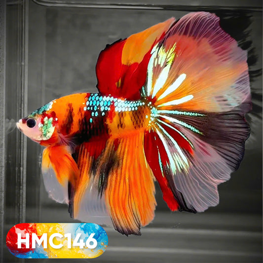Multicolor Halfmoon Male Betta Fish | High Grade | Order Directly From Farm |  You Pick Fish |