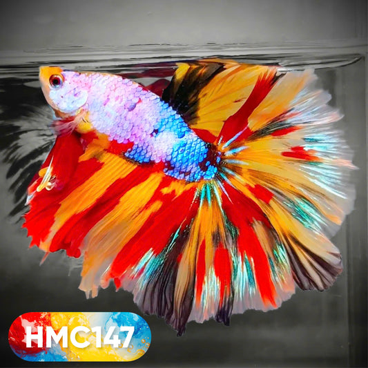 Multicolor Halfmoon Male Betta Fish | High Grade | Order Directly From Farm |  You Pick Fish |