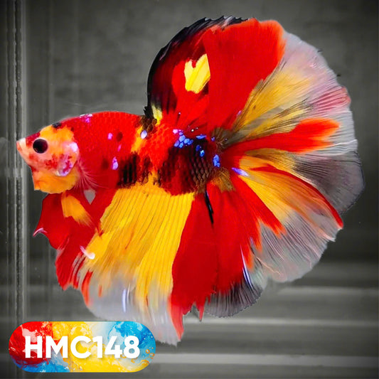 Multicolor Halfmoon Male Betta Fish | High Grade | Order Directly From Farm |  You Pick Fish |
