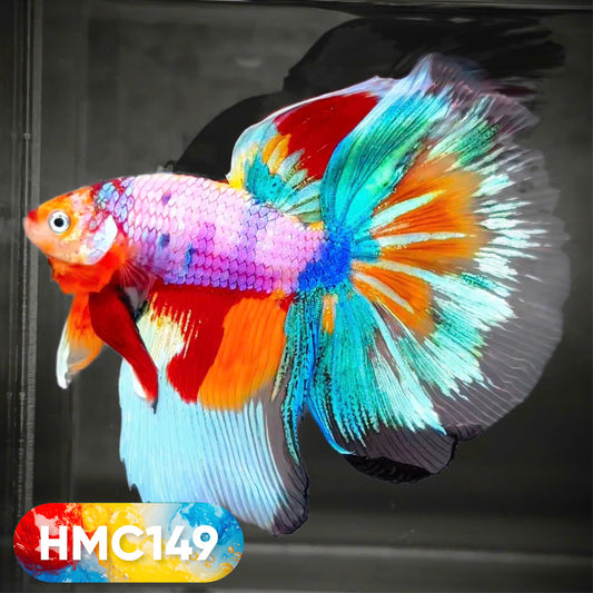 Multicolor Halfmoon Male Betta Fish | High Grade | Order Directly From Farm |  You Pick Fish |