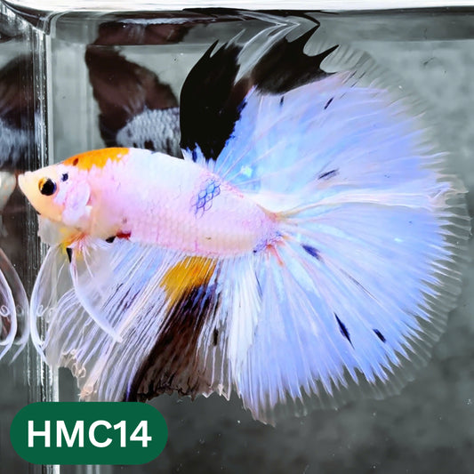Multicolor Halfmoon Male Betta Fish | High Grade | Order Directly From Farm |  You Pick Fish |