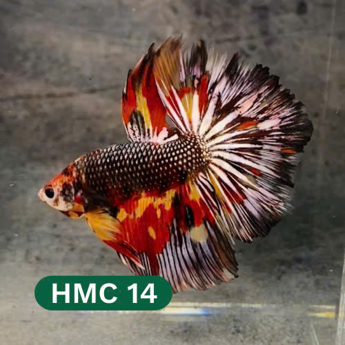 Multicolor Halfmoon Male Betta Fish | High Grade | Order Directly From Farm |  You Pick Fish |