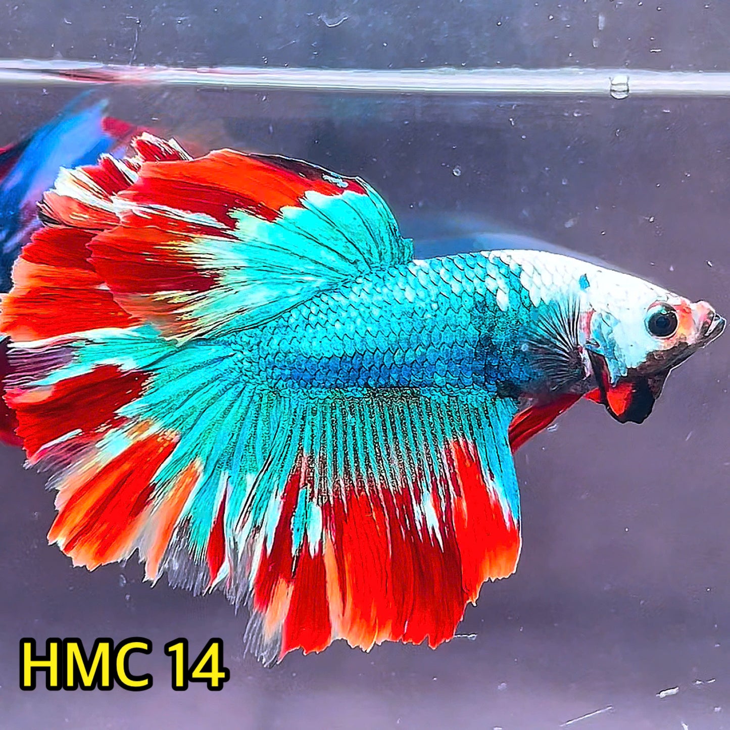 Multicolor Halfmoon Male Betta Fish | High Grade | Order Directly From Farm|  You Pick Fish |