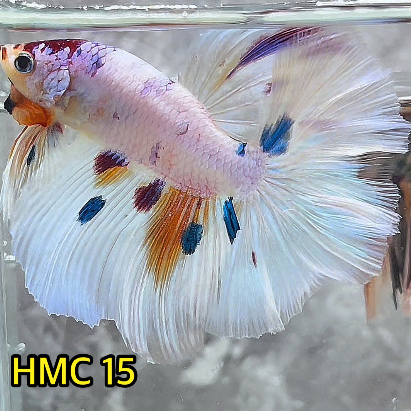 Multicolor Halfmoon Male Betta Fish | High Grade | Order Directly From Farm|  You Pick Fish |