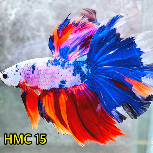 Multicolor Halfmoon Male Betta Fish | High Grade | Order Directly From Farm|  You Pick Fish |