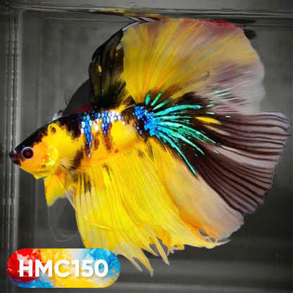 Multicolor Halfmoon Male Betta Fish | High Grade | Order Directly From Farm |  You Pick Fish |